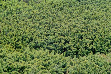 Pipiwai Patikası (İngilizce: Pipiwai Trail), ABD 'nin Hawaii eyaletinin Maui adasında bulunan 6 millik (6.4 km) bir yürüyüş yoludur..