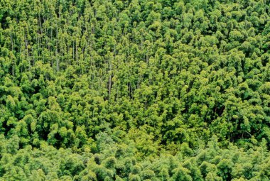 Pipiwai Patikası (İngilizce: Pipiwai Trail), ABD 'nin Hawaii eyaletinin Maui adasında bulunan 6 millik (6.4 km) bir yürüyüş yoludur..