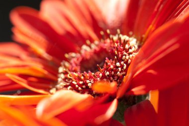 Gerbera jamesonii, Asteraceae familyasından Gerbera familyasına ait bir bitki türü.