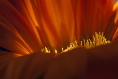 gazania bir aile bitki, Güney Afrika'ya yerli çiçekli bitkilerde cinsidir.