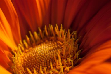 gazania bir aile bitki, Güney Afrika'ya yerli çiçekli bitkilerde cinsidir.