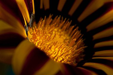 gazania bir aile bitki, Güney Afrika'ya yerli çiçekli bitkilerde cinsidir.