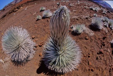 Argyroxiphium, Asteraceae familyasından küçük bir bitki cinsidir..