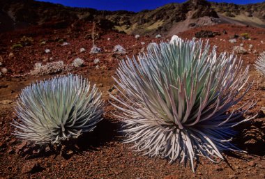 Argyroxiphium, Asteraceae familyasından küçük bir bitki cinsidir..