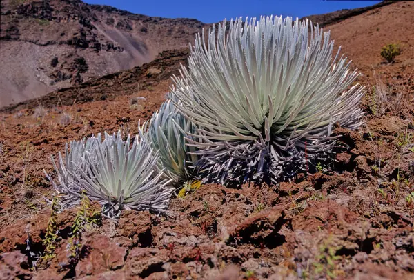 Argyroxiphium, Asteraceae familyasından küçük bir bitki cinsidir..