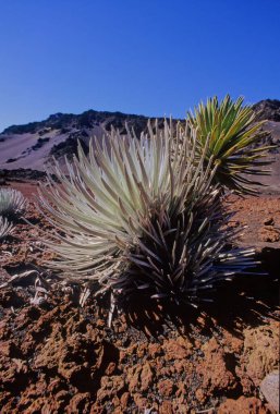 Argyroxiphium, Asteraceae familyasından küçük bir bitki cinsidir..