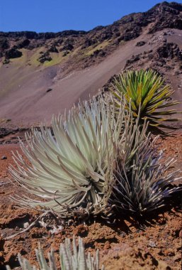 Argyroxiphium, Asteraceae familyasından küçük bir bitki cinsidir..