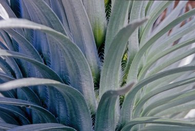 Argyroxiphium, Asteraceae familyasından küçük bir bitki cinsidir..