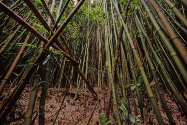 Hawaii tropikal yağmur ormanları Hawaii Adaları 'nda bulunan tropikal nemli geniş yapraklı orman ekorejisidir..