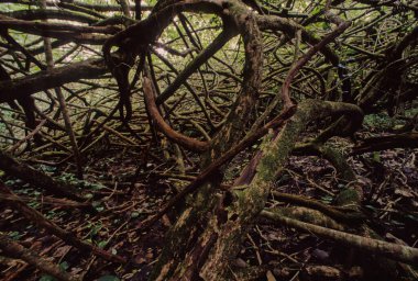 Hawaii tropikal yağmur ormanları Hawaii Adaları 'nda bulunan tropikal nemli geniş yapraklı orman ekorejisidir..