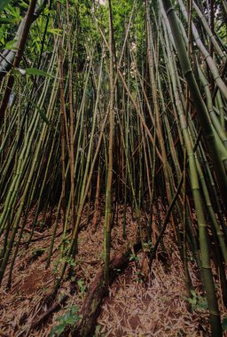 Hawaii tropikal yağmur ormanları Hawaii Adaları 'nda bulunan tropikal nemli geniş yapraklı orman ekorejisidir..