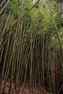 Hawaii tropikal yağmur ormanları Hawaii Adaları 'nda bulunan tropikal nemli geniş yapraklı orman ekorejisidir..