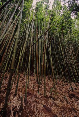Hawaii tropikal yağmur ormanları Hawaii Adaları 'nda bulunan tropikal nemli geniş yapraklı orman ekorejisidir..