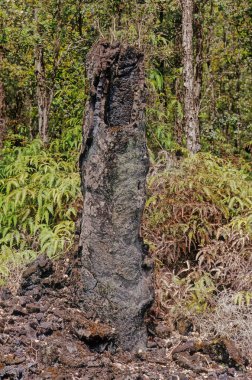 Lava Tree State Monument is a public park located 2.7 miles southeast of Phoa in the Puna District on the island of Hawaii clipart