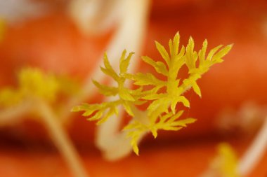 Daucus carota, Apiaceae familyasından Apiaceae familyasına ait doğal havuç, avrupa yaban havucu, kuş yuvası, piskopos danteli ve Kraliçe Anne danteli içeren bir bitki türü..