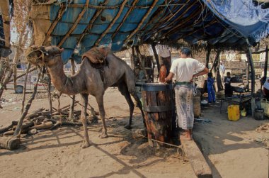 Dromedary Camelus dromedarius deve, Arap devesi veya tek hörgüçlü deve olarak da bilinir, sırtında tek hörgüçlü bir hörgüçlü deve türüdür..