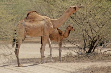Dromedary Camelus dromedarius deve, Arap devesi veya tek hörgüçlü deve olarak da bilinir, sırtında tek hörgüçlü bir hörgüçlü deve türüdür..