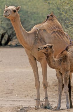 Dromedary Camelus dromedarius deve, Arap devesi veya tek hörgüçlü deve olarak da bilinir, sırtında tek hörgüçlü bir hörgüçlü deve türüdür..