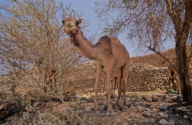 Dromedary Camelus dromedarius deve, Arap devesi veya tek hörgüçlü deve olarak da bilinir, sırtında tek hörgüçlü bir hörgüçlü deve türüdür..