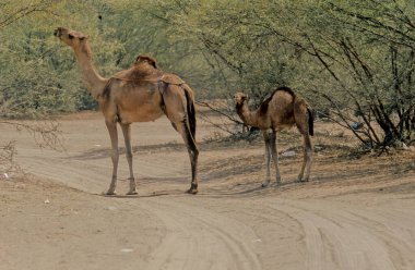Dromedary Camelus dromedarius deve, Arap devesi veya tek hörgüçlü deve olarak da bilinir, sırtında tek hörgüçlü bir hörgüçlü deve türüdür..