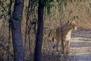 Asyalı aslan, aslangiller (Panthera leo leo) familyasından bir aslan türü. 20. yüzyılın başından bu yana, GirMilli Parkı ve Hindistan 'ın Gujarat eyaleti çevresindeki bölgelerle sınırlandırılmıştır..