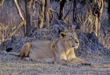 The Asiatic lion is a lion population of the subspecies Panthera leo leo. Since the turn of the 20th century, its range has been restricted to Gir National Park and the surrounding areas in the Indian state of Gujarat. clipart