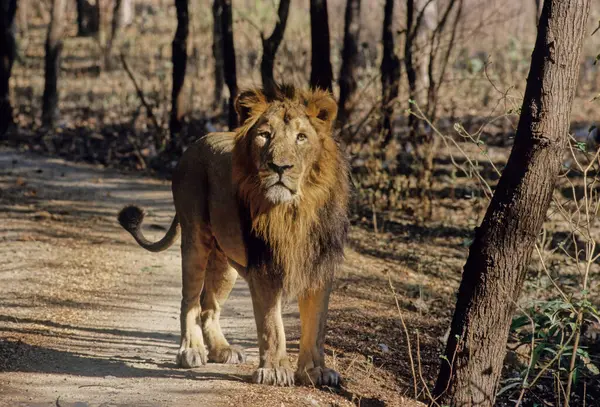 stock image The Asiatic lion is a lion population of the subspecies Panthera leo leo. Since the turn of the 20th century, its range has been restricted to Gir National Park and the surrounding areas in the Indian state of Gujarat.