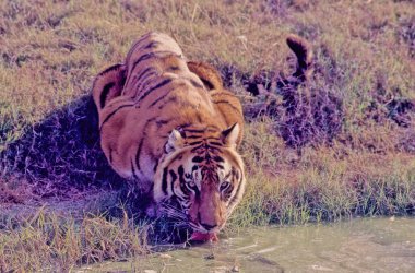 Bengal Tiger in Nandankanan Research Center India. clipart