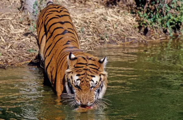 stock image Bengal Tiger in Nandankanan Research Center India.