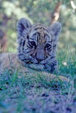 Kaplan (Panthera tigris), Panthera cinsinin bir üyesidir ve Asya 'da yaşayan en büyük kedi türüdür..