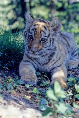 Kaplan (Panthera tigris), Panthera cinsinin bir üyesidir ve Asya 'da yaşayan en büyük kedi türüdür..