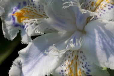 Iris japonica, commonly known as fringed iris, shaga and butterfly flower, is a native of China and Japan. It is a species in the genus Iris, in the subgenus Limniris and within the Lophiris section. clipart