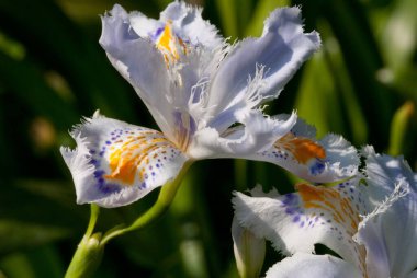 Iris japonica, genellikle fırfırlı iris, shaga ve kelebek çiçeği olarak bilinir, Çin ve Japonya 'nın yerlisidir. Iris cinsi, alt cinsi Limniris ve Lophiris cinsi içinde yer alan bir türdür..