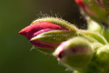 Pelargonium zonale, Afrika kıtasında bulunan bir Pelargonium türüdür..