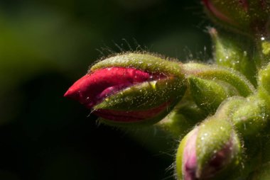 Pelargonium zonale, Afrika kıtasında bulunan bir Pelargonium türüdür..