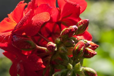 Pelargonium zonale, Afrika kıtasında bulunan bir Pelargonium türüdür..