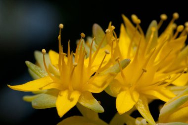 Sedum palmeri, Meksika 'da yaşayan ve kışın kırmızı renkte işaretlenen bir bitki türüdür.
