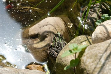Bataklık kurbağası (