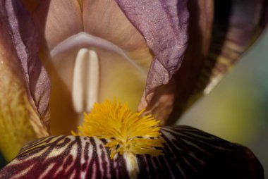 Iris, çiçekli 310 kabul görmüş çiçekli bir bitki cinsidir. Bilimsel bir isim olmasının yanı sıra Iris, tüm Iris türleri için yaygın olarak kullanılan bir isimdir ve diğer yakın akraba cinslere de aittir..