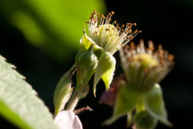 Clematis, düğün çiçeği familyasından, Ranunculaceae familyasından yaklaşık 380 türün bir türüdür bahçe melezleri ve tarlaları, 1862 'den beri Clematis' Jackmanii 'den başlayarak bahçıvanlar arasında popülerdir.