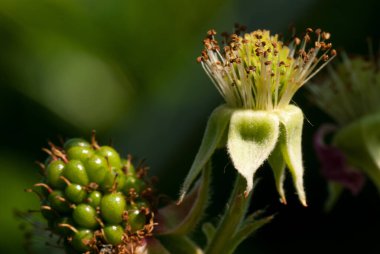 Clematis, düğün çiçeği familyasından, Ranunculaceae familyasından yaklaşık 380 türün bir türüdür bahçe melezleri ve tarlaları, 1862 'den beri Clematis' Jackmanii 'den başlayarak bahçıvanlar arasında popülerdir.