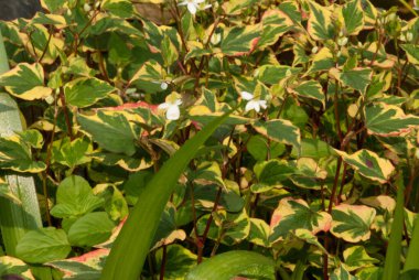 Houttuynia cordata, ayrıca balık nanesi, balık yaprağı, gökkuşağı bitkisi, bukalemun bitkisi, kalp yaprağı, balık otları veya Çin kertenkele kuyruğu olarak da bilinir.