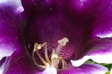 Gloxinia, Gesneriaceae familyasından, tropikal otların üç türünü barındıran bir bitki cinsidir..