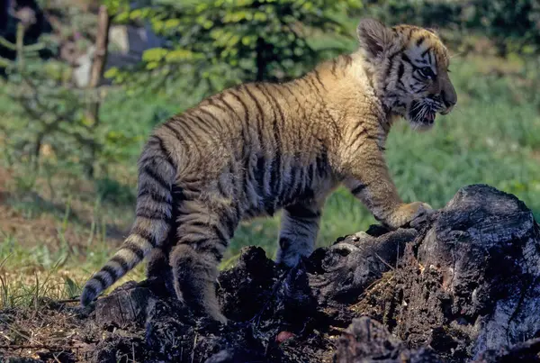 stock image The tiger (Panthera tigris) is a member of the genus Panthera and the largest living cat species native to Asia.