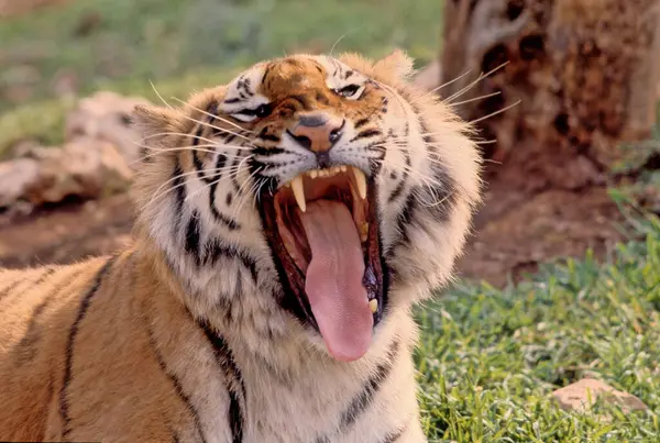 stock image The tiger (Panthera tigris) is a member of the genus Panthera and the largest living cat species native to Asia.