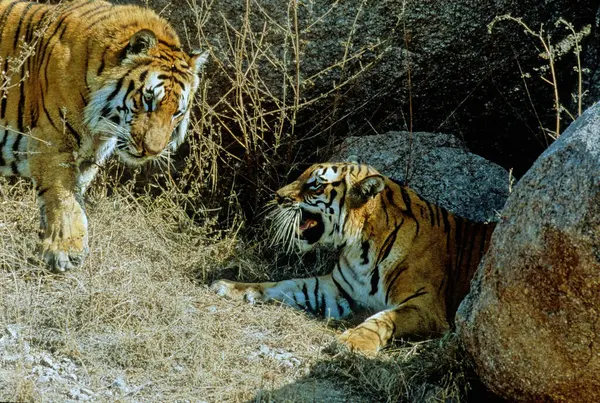 stock image The tiger (Panthera tigris) is a member of the genus Panthera and the largest living cat species native to Asia.