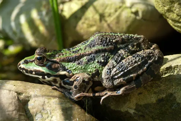 stock image The marsh frog (Pelophylax ridibundus) is a species of water frog native to Europe and parts of western Asia