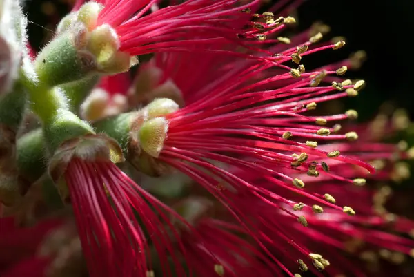 stock image Callistemon  is a genus of shrubs in the family Myrtaceae, first described as a genus in 1814