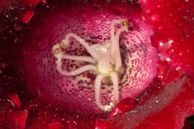 Gloxinia, Gesneriaceae familyasından, tropikal otların üç türünü barındıran bir bitki cinsidir..