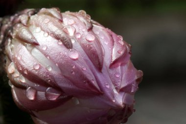 Echinopsis, kirpi kaktüsü, deniz kestanesi kaktüsü veya Paskalya zambağı kaktüsü olarak da bilinen Güney Amerika 'ya özgü bir kaktüs cinsidir..